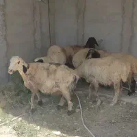 میش آبستن جوان|حیوانات مزرعه|شیراز, بید زرد|دیوار