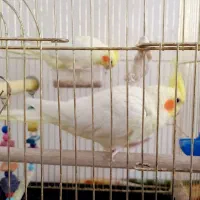 عروس لوتینو