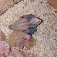 جوجه عروس سرلاکی|پرنده|لاهیجان, آهندان|دیوار