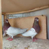 کفتر پرنده