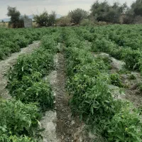 اجاره زمین کشاورزی