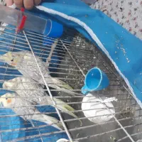 طوطی عروس هلندی|پرنده|رشت, جانبازان|دیوار