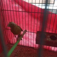 قناری ماده|پرنده|مبارکه, |دیوار