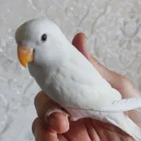 کوتوله
