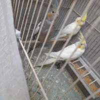 لوتینو و سینامون ۵ماهه