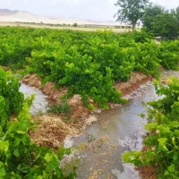 2500مترباغ-کنار-امتیازات-با-سهمیه-آب-چاه-دستی-عمیق