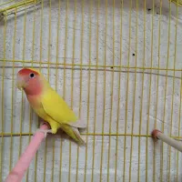 یک عدد طوطی برزیلی.ماده آماده جفت.