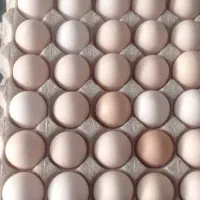 تخم مرغ محلی محراب