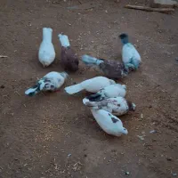 کبوتر دهن جور با ضمانت