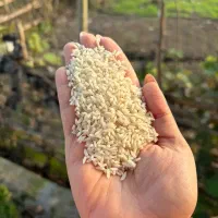 سرلاشه هاشمی خالص و معطر سورتینگ و پاک شده