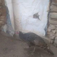 بوقلمون ومرغ|حیوانات مزرعه|بانه, |دیوار