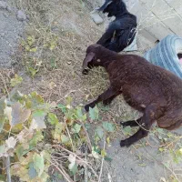 یک بره ماده ویک بزغاله ماده