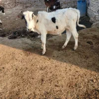 گنبوعه روستای ملیحه سعدون