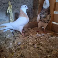 طوقی کبوتر طوقی زردماده