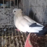 دم سیا نر چش نک سفید