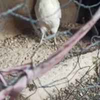 خروس سفید ریشی پا سیاه 850 ت|حیوانات مزرعه|خورموج, |دیوار