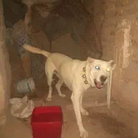 سگ گله ای تربتی دورگه|سگ|رفسنجان, |دیوار