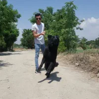 سگهای متخصص بلک ژرمن|سگ|کرج, عظیمیه|دیوار