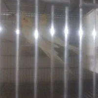 جفت عروس هلندی مولد و تکی