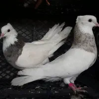 کفتر طوقی وپاکستانی