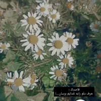 15بز  با کهره  با ی راس پازن