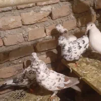 پرشی|پرنده|سلماس, |دیوار