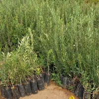 نهال های پایه دار یک سال تا پنج سال|خدمات باغبانی و درختکاری|اردبیل, |دیوار