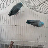 طوطی پروتلت