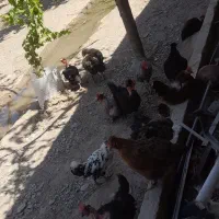 مرغ وخروس|حیوانات مزرعه|مشهد, شهرک صنعتی توس|دیوار