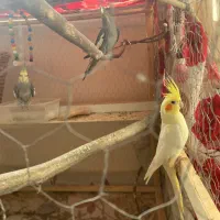 عروس هلندی ۶ماهه