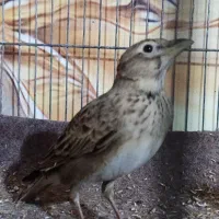 سهره خاکی|پرنده|محمدیه-قزوین, |دیوار