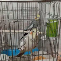 عروس هلندی|پرنده|حمیدیا, |دیوار