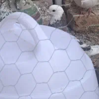 از تور زده بیرون امروز