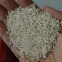 برنج‌فجرسوزنی