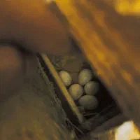 جفت عروس هلندی مولد|پرنده|اهرم, |دیوار