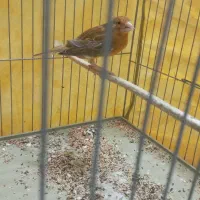 قناری ماده شتری|پرنده|شیراز, محراب|دیوار