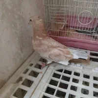 کفتر زردی کاکلی پرشی|پرنده|کهریزک, |دیوار