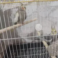 عروس هلندی با تخم