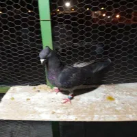 کفتر رنگی|پرنده|بندر امام خمینی, |دیوار