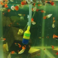 گوپی پیش مولد