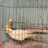 عروس هلندی نره و ماده|پرنده|ماسال, |دیوار