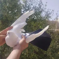 کفتر دم قهوه ای و دمسیاه