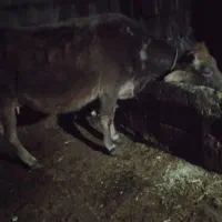 گاو شیری گوشتی دوشکم