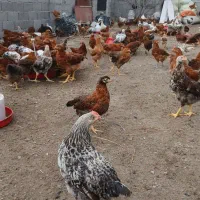 جوجه گلپایگان