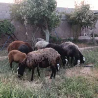 میش و بره ماده نژاد شال