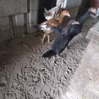 لاری ، محلی ،بوقلمون|حیوانات مزرعه|بناب, |دیوار