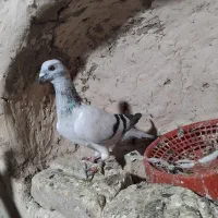 یک دانه شامی نر خشگل درشت