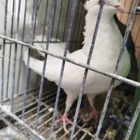 کفتر نر سفید دمگیر