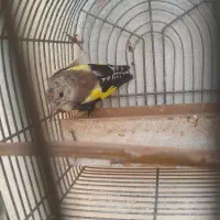 جوجه سهره|پرنده|شیراز, شهرک گلستان|دیوار