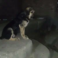 نر پژدر
